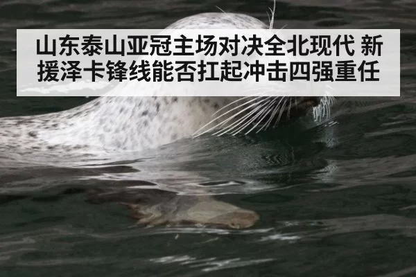 山东泰山亚冠主场对决全北现代 新援泽卡锋线能否扛起冲击四强重任